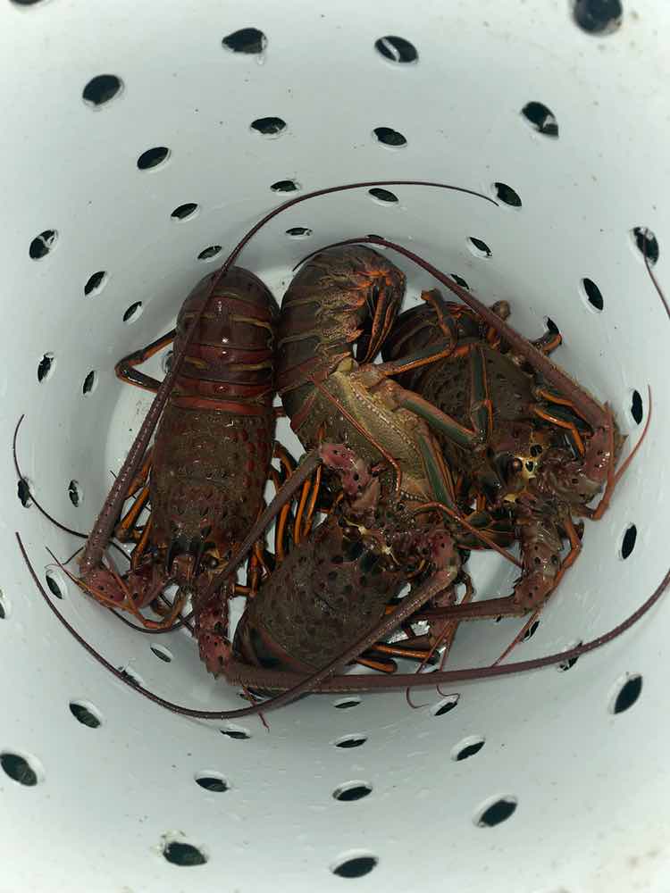 Lobster Hoop-Netter