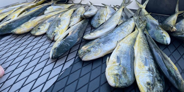 Offshore Fishing: A Beginner’s Guide